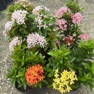 LGR / Ixora Merah Pink Putih Orange Kuning / Dekorasi Tanaman