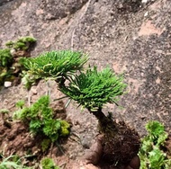 forsso | Drought-Resistant Selaginella Moss Mini Bonsai