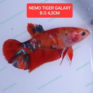 cupang giant nemo tiger galaxy betina 4,3cm real