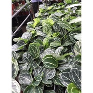 ✐♤Green Beauty Calathea Live Plants with Soil and Pot