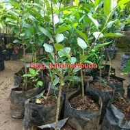 Bibit Apel Fuji Batang Besar Super