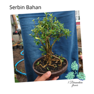 Bonsai seribu bintang besar  sudah jadi seperti di foto
