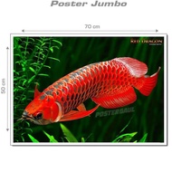 MERAH (Promo) Jumbo FAUNA wall decoration Poster: ARWANA FISH - RED DRAGON #MSC19 - size 50x70 cm