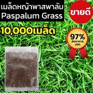 เมล็ดพันธุ์ เมล็ดหญ้า 1000+ เมล็ด หญ้าเบอร์มิวด้า หญ้าญี่ปุ่น หญ้านวลน้อย หญ้ามาเลเซีย หญ้าไต้หวัน หญ้าพาสพาลั่ม
