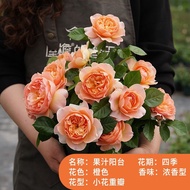 Juice Balcony Chinese Rose Potted Plant Seedling Large Flower Blooming Rose Balcony Plant Red Juice