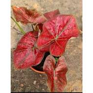 Caladium Red Sun / Festivia P150