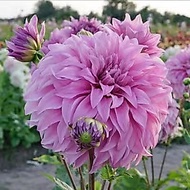Dahlia Planting Ball Four Seasons Flower Potted Plant Indoor Outdoor Planting Dahlia Sweet Potato Pe