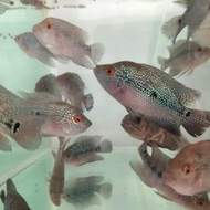 Bibit Ikan Louhan SRD Full Mutiara