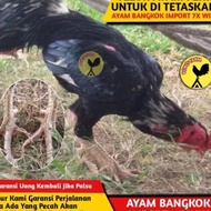 Jaminan Asli Telur Tetas Fertil Ayam Bangkok Thailand X Babon Bangkok Import F1 - Telur Ayam Fertil 