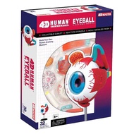 4D MASTER Human模型/ 眼球/ 626006