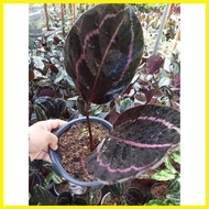 ✎ ❤ ❡ Available Live plants for sale (Calathea Dottie)