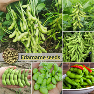 ปลูกง่าย ปลูกได้ทั่วไทย เมล็ดสด 100% เมล็ดพันธุ์ ถั่วแระญี่ปุ่น บรรจุ 35 เมล็ด Organic Edamame Seeds Green Soybean Vegetable Seeds for Planting  เมล็ดพันธุ์ผัก ผักสวนครัว ต้นไม้มงคล เมล็ดบอนสี ต้นผลไม้ บอนไซ พันธุ์ผัก เมล็ดผัก ผักออร์แกนิก เมล็ดพันธุ์พืช