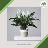 CM STORE / REAL PLANT PEACE LILY / SPATHIPHYLLUM LIVE PLANT IN POT