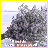 Lover Grass Seed - 10 Seeds Flower Seeds for Gardening Bonsai Plants Seeds for Planting Flowers Potted Flowering Plants Seeds Ornamental Bonsai Tree Live Plants for Sale Buto Ng Bulaklak Indoor Plants Real Plants Air Plants Garden Seedlings Flowers