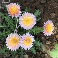 0709226Sugen Years Old Dandelion Seeds Ornamental Dandelion Grass Big Flower Dandelion Mixed Color T
