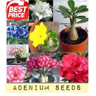 [Free Delivery]Multi als Adenium dwarf Obesum Seeds Home Garden plants Flowers With extra flower see