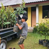 bibit durian musangking 1 meter