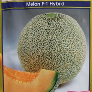 Seed Fruit Benih Buah Rock Melon / Tembikai Manis Jepun Hybrid Seeds 5pcs Biji