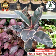 Tanaman Hias Langka Ficus Elastica Ruby - Ficus Elastica Ruby