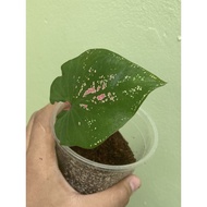 Caladium viral |Keladi Murah Size Kecil Thai beauty | Tquela Sunrise