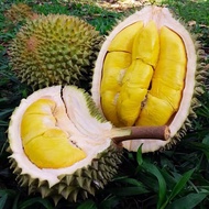 泰国猫山王榴莲1个鲜果发货1.5-4斤带壳 鲜果榴莲3-4斤（主播推荐）