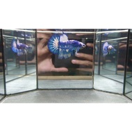 Fish Laga Betta Marble Blue Rim Solid 🐟