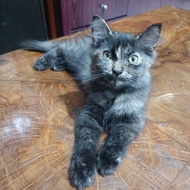 Lepas Adopsi Kucing Persia cakep lucu murah 