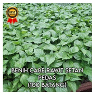 BENIH POHON CABE RAWIT SETAN|CABE DOMBA|CABE SETAN PEDAS (100 POHON/BATANG)