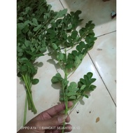 Fresh moringa leaves 250 grams AH