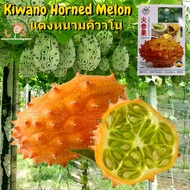 เมล็ดพันธุ์ แตงหนามคิวาโน่ (Kiwano Melon Seed) บรรจุ 30 เมล็ด African Horned Cucumber Seeds Fire Ginseng Fruit Seeds for Planting เมล็ดพันธุ์ผลไม้ เมล็ดบอนสี ผลไม้อินทรีย์ ต้นไม้ผลกินได้ ต้นไม้กินผล เมล็ดผลไม้ พันธุ์ไม้ผล บอนไซ ต้นไม้มงคล ปลูกได้ตลอดปี