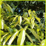 ⚾︎ ❃ 1PCS Bay Leaf Seeds Laurel Plant Bayleaf Tree Seeds