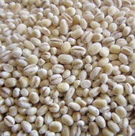 Biji Barli / Barley / Barli