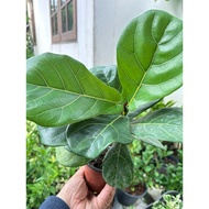 Dwarf Grass Air Purifying Plant