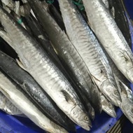 ikan tenggiri segar utuh