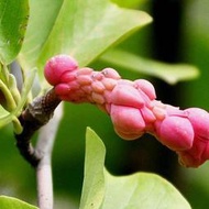 【多西多】紅玉蘭種子耐寒蘭種子紫玉蘭種子黃玉蘭種子白玉蘭花種子產地批發