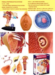 4D Master Human Brain Model Structure Assembled Anatomy Dimensional 32Pcs Set