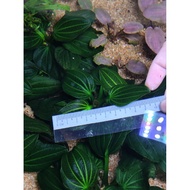 Echinodorus Iguazu 09 RARE plants（1stalk submerged form 8-10cm）pokok aquatik/aquarium plant/lowtech 