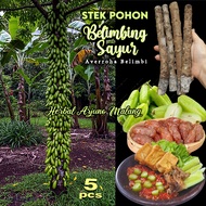 Bilimbi 三敛 Fresh Stem Stems Cuttings Javanese Belimbing Wuluh Sayur Kamias Asam Cucumber Tree Sorrel