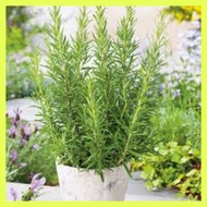 bibit bunga rosemary bagus bibit Rosemarry bibit Rosemary