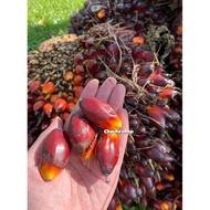 PRODUK MALAYSIA [BANTING] BUAH SAWIT LERAI BARU & SEGAR UMPAN IKAN AIR TAWAR