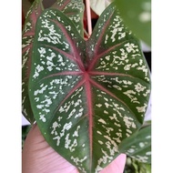 Caladium Red Star 红星彩叶芋 M size live plant outdoor pokok hidip