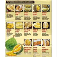 Anak pokok durian hybrid, musang king, 101, size lebih kurang 1kaki