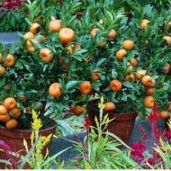 bibit jeruk Santang Madu
