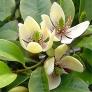 Egrow 30 Pcs/Pack Orchid Seeds Michelia Figo Tree Plant Michelia Figo Folwer Seeds