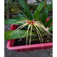 Bulbophyllum medusaespot x makoyanum Orchid orkid bulbo