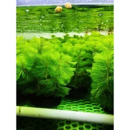 Arhat Seaweed Mounted with Nutritional Media l Aquatic plants to decorate aquariums