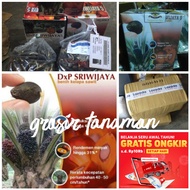 benih kecambah/polong sawit sriwijaya 5