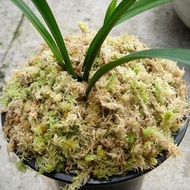 Special offers Sphagnum Moss Orchid Sphagnum Moss Dried Sphagnum Peat Moss Long Fibered Dried Moss Potting Mix For Orchids Succulent Potted