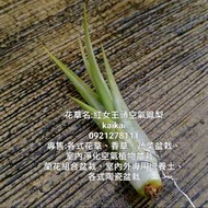 空氣鳳梨紅女王頭/地球最強植物/不需土壤超好種植