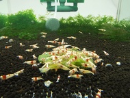 CRS/CBS Caridina Shrimp MIX GRADE(Juvenile Size)